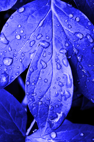 Violet Leafs iPod Touch Wallpaper
