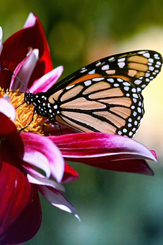 Butterfly iPod Touch Wallpaper