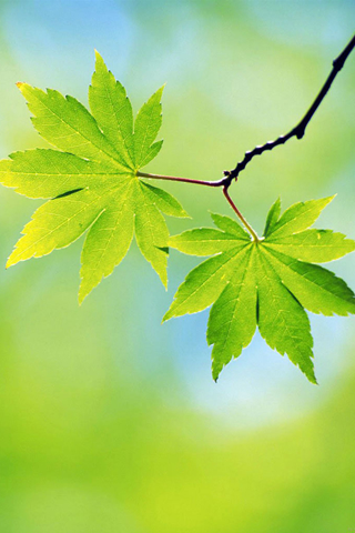 spring wallpapers. Spring Sheet iPod Touch