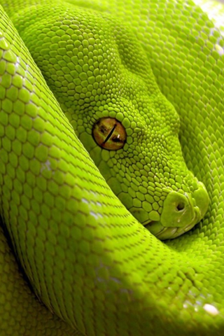 Ipod Touch Wallpapers Green. Green Snake iPod Touch