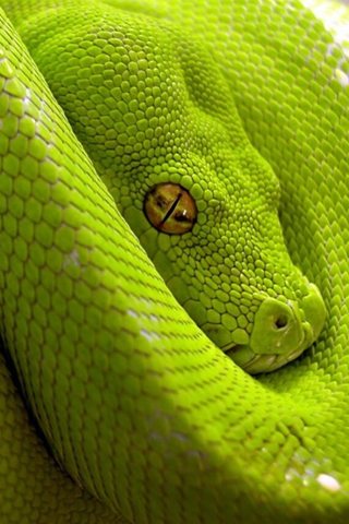 Green Snake iPod Touch Ipod Touch Wallpapers Green. Green Snake iPod Touch