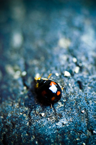 Lady Bug iPod Touch Wallpaper