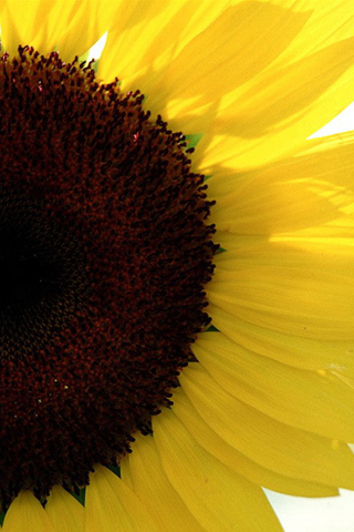 Sunflower iPod Touch Wallpaper