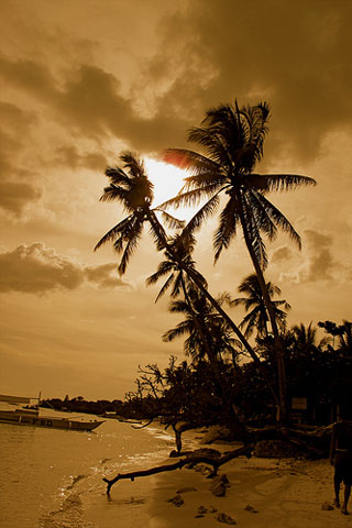Palm Tree Sun iPod Touch Wallpaper