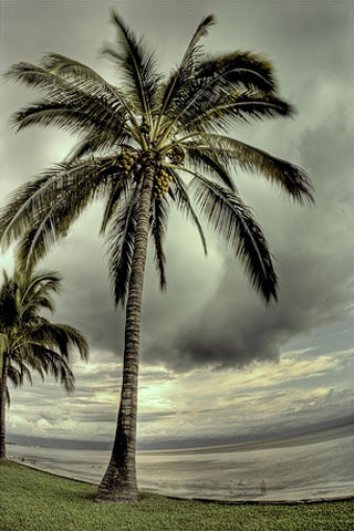 Palm Tree iPod Touch Wallpaper