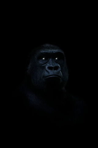 Gorilla iPod Touch Wallpaper