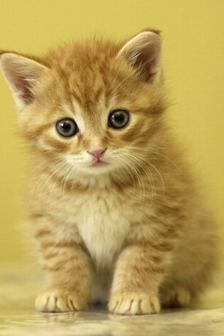 Small Cat iPod Touch Wallpaper