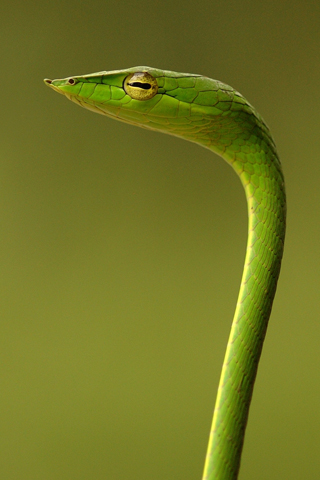 Ipod Touch Wallpapers Green. Green Snake iPod Touch