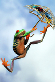 Frog Leap iPod Touch Wallpaper