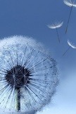 Dandelion iPod Touch Wallpaper