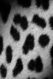 Leopard Skin iPod Touch Wallpaper