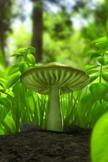 Green Mushroom iPod Touch Wallpaper
