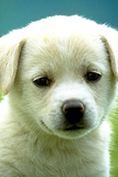 Cute Puppy iPod Touch Wallpaper