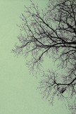 Branches iPod Touch Wallpaper