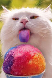 Snow Cone Cat iPod Touch Wallpaper