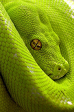Green Snake iPod Touch Wallpaper