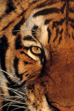 Tiger Eye iPod Touch Wallpaper