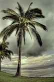 Palm Tree