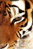 Tiger iPod Touch Wallpaper