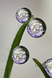 Drops Reflection iPod Touch Wallpaper