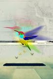 Hummingbird iPod Touch Wallpaper