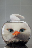 Cat Fishbowl iPod Touch Wallpaper