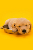 Sleeping Puppy iPod Touch Wallpaper